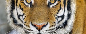 Preview wallpaper tiger, glance, wildlife, big cat, animal