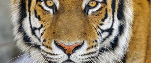 Preview wallpaper tiger, glance, wildlife, big cat, animal