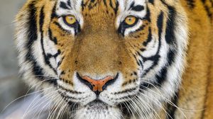 Preview wallpaper tiger, glance, wildlife, big cat, animal