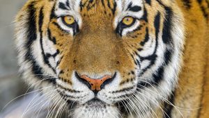 Preview wallpaper tiger, glance, wildlife, big cat, animal