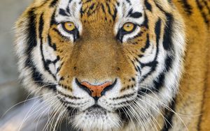 Preview wallpaper tiger, glance, wildlife, big cat, animal