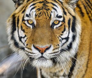 Preview wallpaper tiger, glance, wildlife, big cat, animal