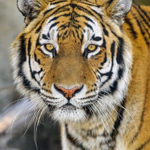 Preview wallpaper tiger, glance, wildlife, big cat, animal