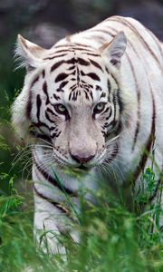 Preview wallpaper tiger, grass, aggression, walk, striped, predator