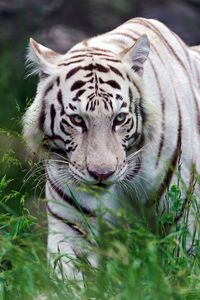 Preview wallpaper tiger, grass, aggression, walk, striped, predator