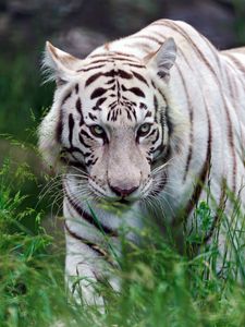 Preview wallpaper tiger, grass, aggression, walk, striped, predator