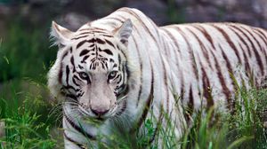 Preview wallpaper tiger, grass, aggression, walk, striped, predator