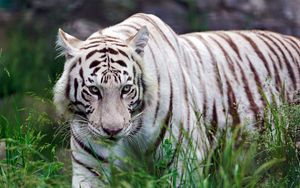Preview wallpaper tiger, grass, aggression, walk, striped, predator