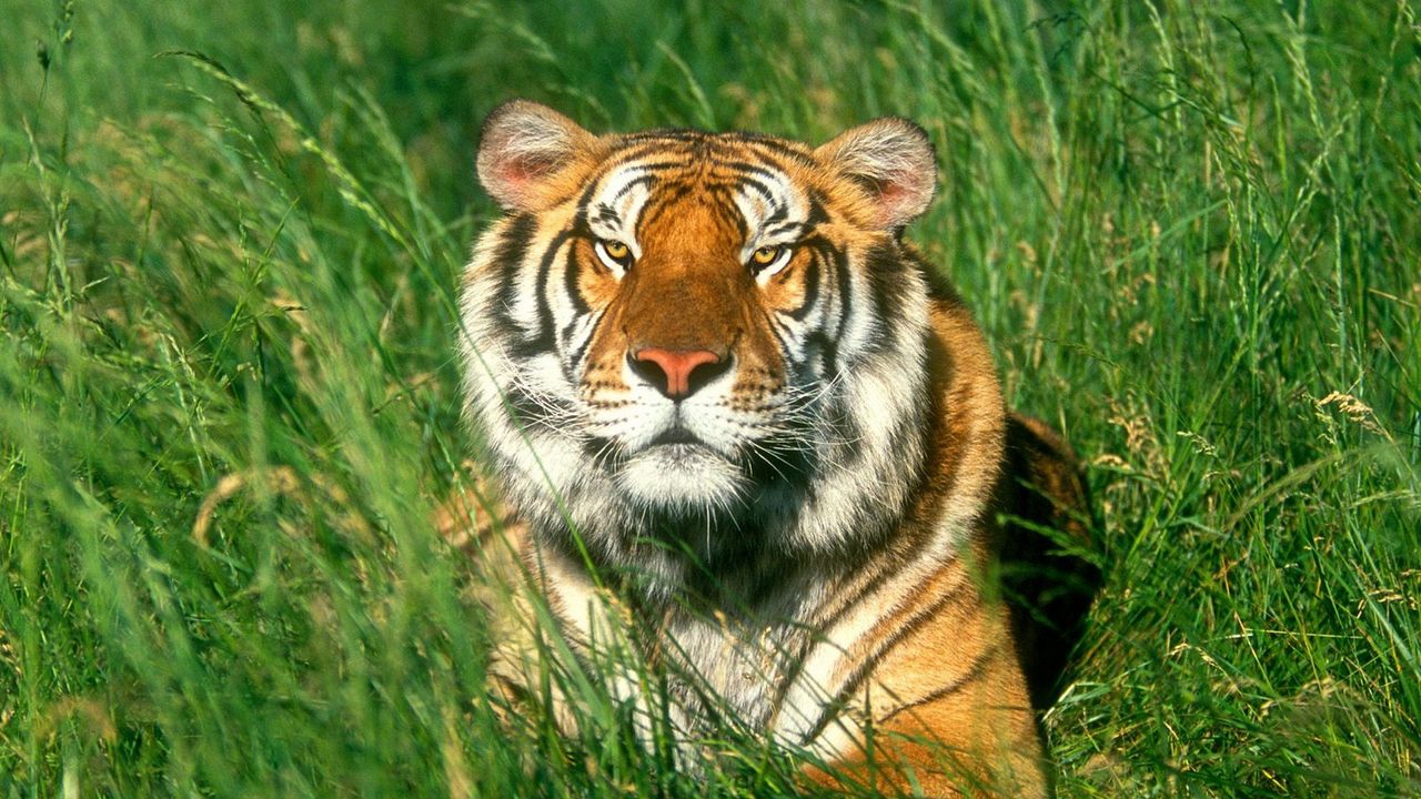Wallpaper tiger, grass, big cat, lying