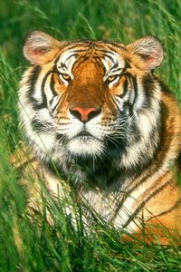 Preview wallpaper tiger, grass, big cat, lying