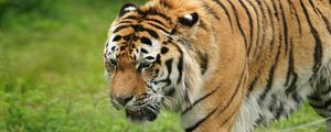 Preview wallpaper tiger, grass, big cat, carnivore, sadness