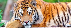 Preview wallpaper tiger, grass, big cat, carnivore, lie