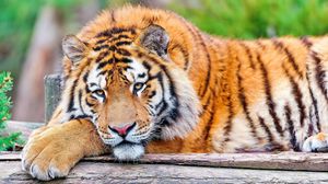 Preview wallpaper tiger, grass, big cat, carnivore, lie