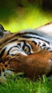 Preview wallpaper tiger, grass, face, lie, look