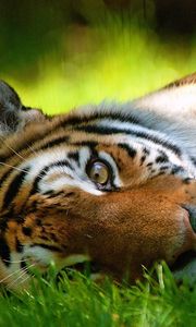 Preview wallpaper tiger, grass, face, lie, look