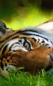 Preview wallpaper tiger, grass, face, lie, look