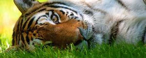 Preview wallpaper tiger, grass, face, lie, look