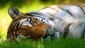 Preview wallpaper tiger, grass, face, lie, look