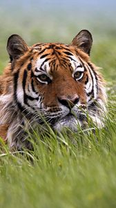 Preview wallpaper tiger, grass, face, hide