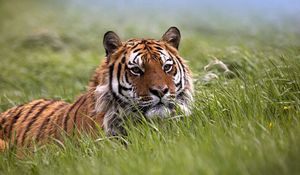 Preview wallpaper tiger, grass, face, hide