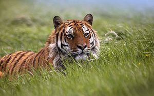 Preview wallpaper tiger, grass, face, hide