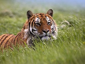 Preview wallpaper tiger, grass, face, hide