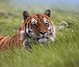 Preview wallpaper tiger, grass, face, hide
