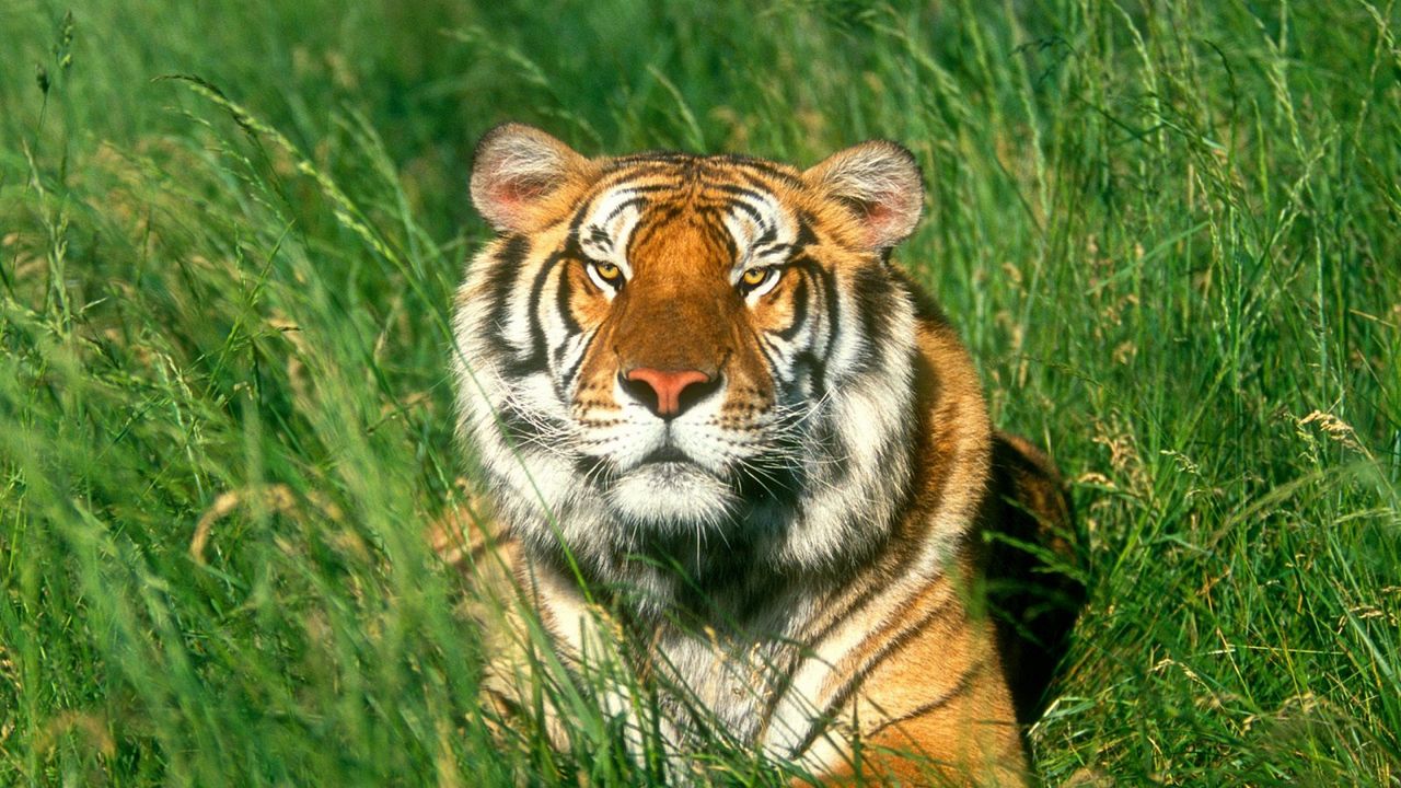 Wallpaper tiger, grass, face, predator