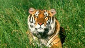 Preview wallpaper tiger, grass, face, predator