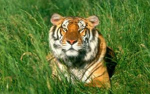 Preview wallpaper tiger, grass, face, predator