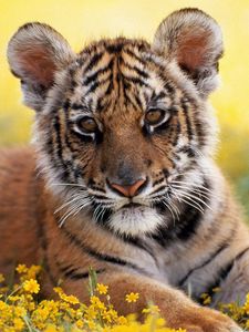 Preview wallpaper tiger, grass, flowers, cub