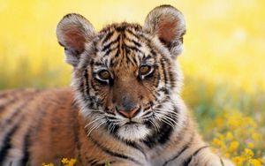 Preview wallpaper tiger, grass, flowers, cub