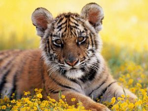 Preview wallpaper tiger, grass, flowers, cub