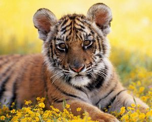 Preview wallpaper tiger, grass, flowers, cub