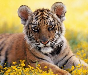 Preview wallpaper tiger, grass, flowers, cub