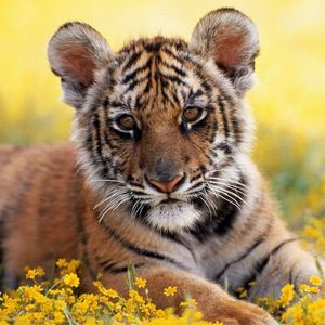 Preview wallpaper tiger, grass, flowers, cub