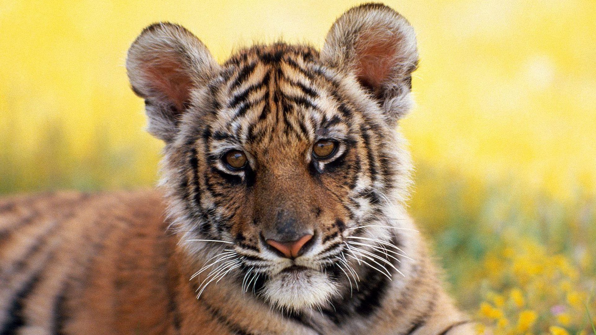 Download wallpaper 1920x1080 tiger, grass, flowers, cub full hd, hdtv ...