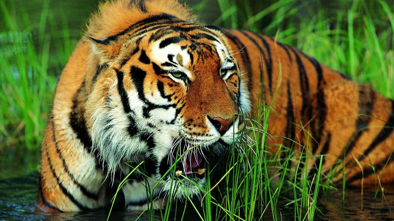 Wallpaper tiger, grass, grin, big cat