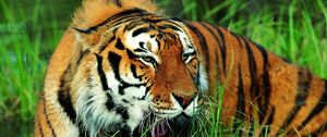 Preview wallpaper tiger, grass, grin, big cat