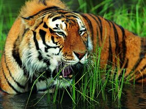 Preview wallpaper tiger, grass, grin, big cat