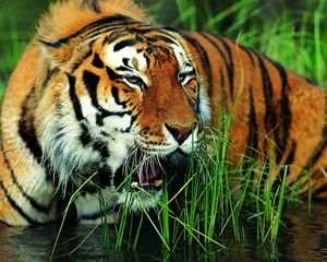 Preview wallpaper tiger, grass, grin, big cat