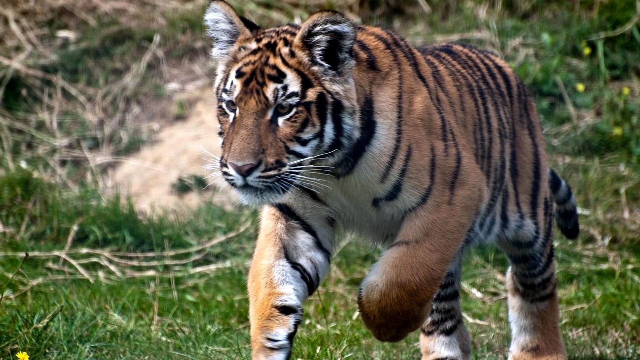 Wallpaper tiger, grass, jump, predator