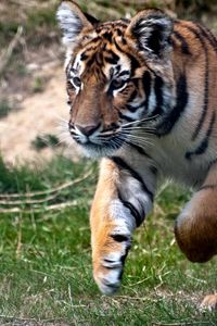 Preview wallpaper tiger, grass, jump, predator