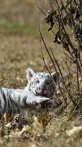 Preview wallpaper tiger, grass, lie, playful