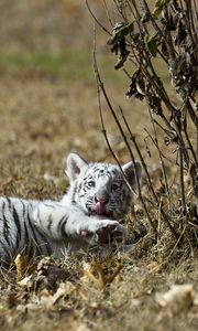 Preview wallpaper tiger, grass, lie, playful