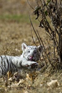 Preview wallpaper tiger, grass, lie, playful