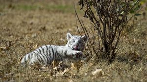 Preview wallpaper tiger, grass, lie, playful