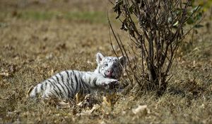 Preview wallpaper tiger, grass, lie, playful