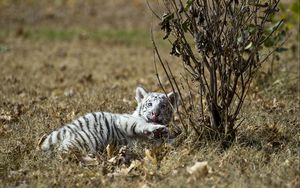 Preview wallpaper tiger, grass, lie, playful