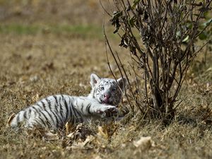 Preview wallpaper tiger, grass, lie, playful